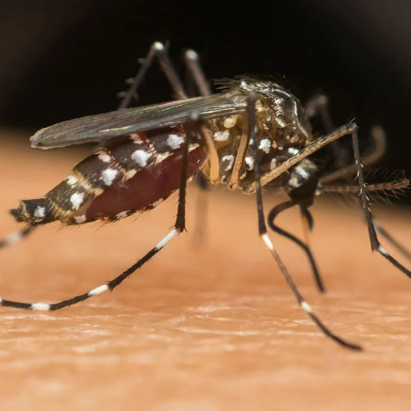 Aedes aegypti