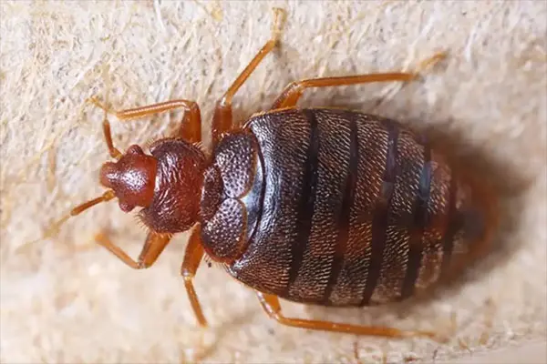 Control de garrapatas