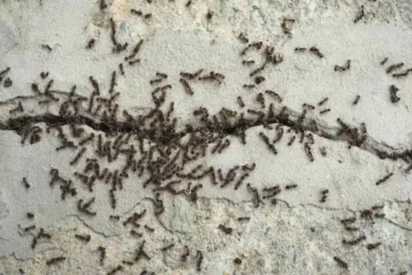 Control de hormigas en patios