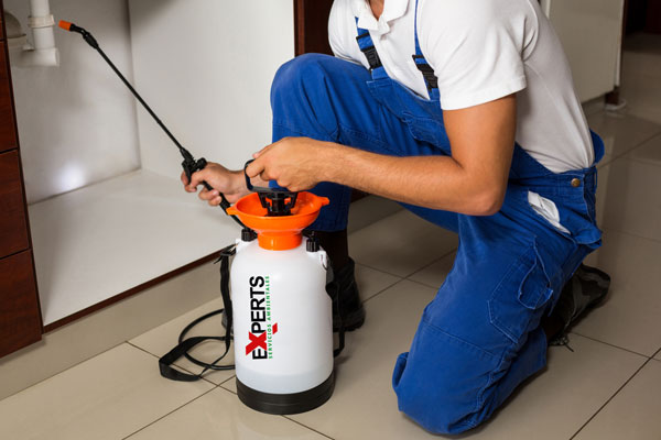 Servicio de exterminio de arañas Experts