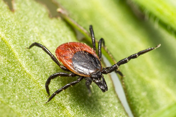 Control de chinches de cama