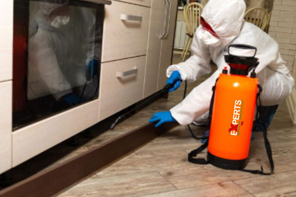Servicio de exterminio de cucarachas Experts