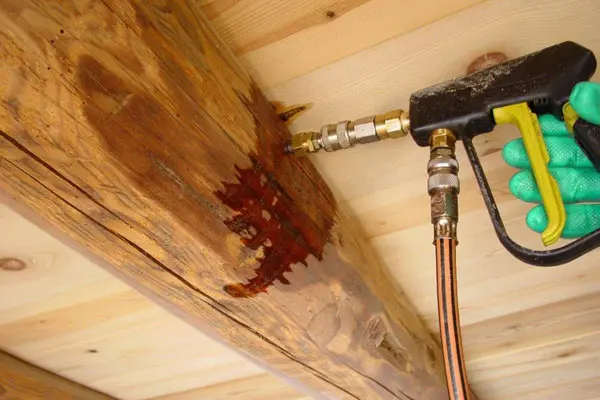 Servicio de exterminio de termitas Experts